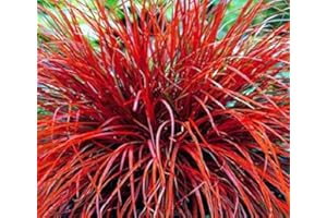 GROW YOUR SECRET GARDEN Red Hook Sedge Ornamental Grass 15 Seeds,Uncinia Grass - Crimson red All Season Long!