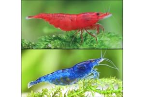 CU AQUATICS Bloody Mary vs Blue Diamond Live Shrimp Combo 50/50 Algae Eater Tropical Fresh Water Live Fish