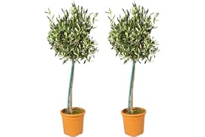 BLOOMIQUE 2x Olea Europaea avec nutrition PlantGrow - Olivier sur tronc - Arbre ⌀19 cm ⌀80-90 cm