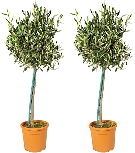 gruenwaren jakubik Olivenbaum R5 Olive 250 cm hoch, Olea Europaea im  Pflanzsack alt urig knorrig winterhart : Amazon.de: Garten