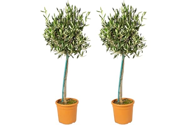 Bloomique - Olea Europaea - Olivier sur tige - Plantes de jardin - Résistant au gel - Hauteur 80-100 cm - Pot 19 cm