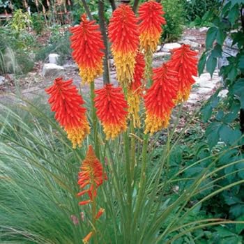 lichtnelke - Indianernessel 'Gardenview Scarlett