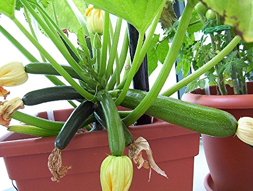 Zucchini -Black Beauty- 10 Samen -Super Ertrag-