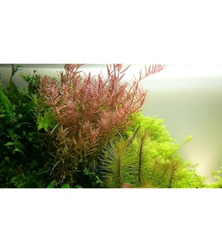 Algeneters - Tropische vissen - Aquariumvissen
