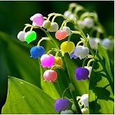 My Seed World is Very Rare Imported Colored Bell Orchid Flower Seed 5 Seeds