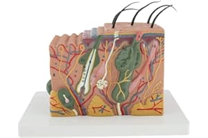 SM SUNNIMIX 35X Magnification Human Skin Model Dermatology Teaching