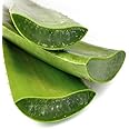 WORLDWIDE Aloe vera leaves Organic Aloe Vera fresh Cut Leaf Large Aloe Vera Leaf 1 pound - for hairs and face, make juice from leaves