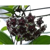 Mum &Ccedil;i&ccedil;eği (Siyah) Renk Kokulu Hoya Carnosa Black Ev Ofis Salon Bitkisi., BTS05032025BYB19