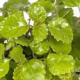 significado de maceta natural Nombre científico: Plectranthus australis