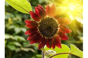 HUA XIAN ZI 150 graines de graines de fleur de tournesol de fortune rouge de France