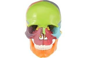 iplusmile Modellino di Teschio, Modello di Cranio, 22 Pezzi, Modello di anatomia del cranio, Smontabile Skull Cervello Medica della Testa del Cranio Modello per Studente di Medicina