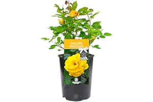 GARDENERSDREAM Golden Wedding Rose - 50th Wedding Anniversary - Help Celebrate a Special Couple's Golden Anniversary with a Unique Living Plant Gift