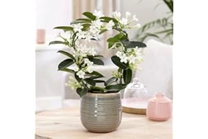 PLANT THEORY 20cm Stephanotis floribunda Madagascar Jasmine Plant Houseplant 12cm Pot