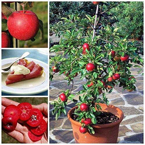 Red Apple Seeds High Nutritive 100 True Seed 10 Pcs | Desertcart INDIA
