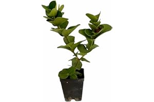 MONDOPIANTE Pianta Carissa Macrocarpa, vaso 7cm