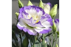 Haloppe 50 Stück Blumen Pflanzen Samen für die Hausgartenbepflanzung, Gartenbalkonpflanze Eustoma Blume Lisianthus Samen Heimpflanzenverzierung 12