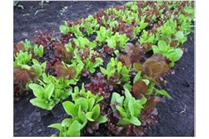 PREMIER SEEDS DIRECT LETTUCE - GOURMET LOOSELEAF CUTTING MIX - 400 SEEDS (ORGANIC)