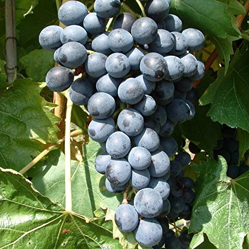 Muscat bleu, blaue Wein Rebe, kernarm, pilzfest, fruchtig, im 9 cm Rechtecktopf