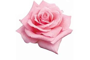 Queen Elizabeth®, rosaio vivo rifiorente di Rose Barni®, pianta in vaso di effetto prestigio, grandi fiori di colore rosa argentato, cod. 71230
