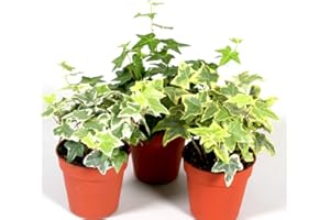CAMBRIDGE BEE 3 x hedera Helix Plants Mixed- English Ivy - Evergreen Garden Plants in 9 cm pots