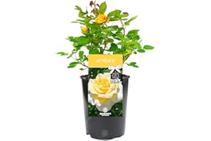 GardenersDream at Peace Rose Plant in Pot - Beautiful Potted Live Flowering Shurb - Memorial and Remembrance Gifts with Personalised Message - Easy to Care for Yellow Rose Plant (incl. 17 cm Pot)