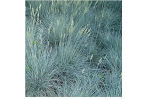 PLANTGENESIS Festuca cinerea Glauca/Blue Fescue Grass/Hardy Evergreen/Seeds