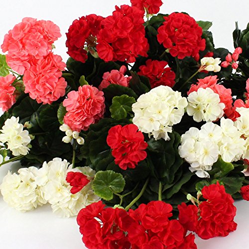 Set 2 x künstliche Geranie MIA auf Steckstab, rot, 35cm, Ø 30cm – Kunstgeranien / Kunstpflanzen Balkon – artplants - 5