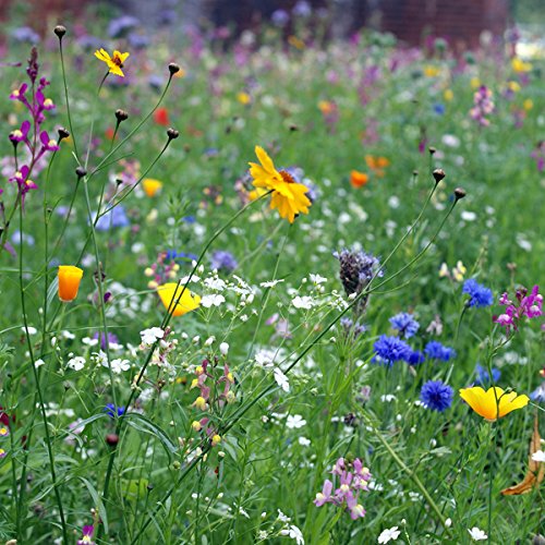 Blumensamen „Danke“ im Geschenkkarton, Wildblumenwiese Mischung - 4