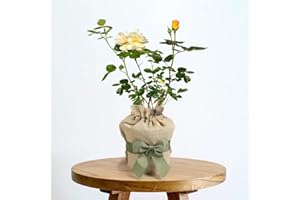 YouGarden Gift Wrapped Rose Our John, 4 Litre Potted Rose, Wrapped in a Hessian Bag, Ready to Plant