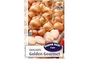 BEDWEN 8 x Shallot Sets 'Golden Gourmet'. Grow Your own Veg Bulbs