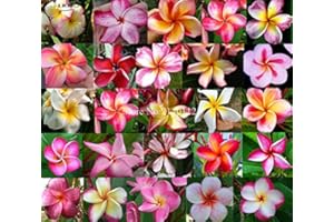 SVI Semillas Las semillas frescas Plumeria Frangipani Raras real Plumeria rubra Mix Semillas R11