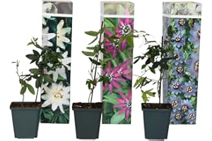 Plant in a Box - Mezcla de 3 Passiflora - Fruta de la pasión - Trepadora - Maceta 9cm - Altura 25-40cm