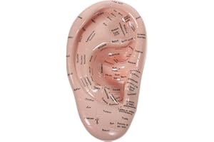 COHEALI 1stk Ohrmodell Ohrakupunktur Set Akupunktur Vaccaria Ohr Beispiel Für Eine Ohranzeige Ohrakupunktur Modell Menschlichen K?rper Vorbildlicher PVC-weichkleber Abnehmen Wang Buliuxing