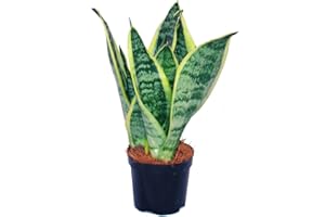 exotenherz - Sansevieria trifasciata - yellow-green bow hemp - 9cm pot