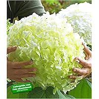 BALDUR Garten Freiland-Hortensien 'Incrediball®', 1 Pflanze Hydrangea arborescens Gartenhortensie winterhart