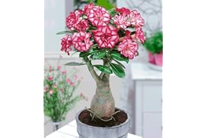 VONLY 5 pièces Mixtes réel Adenium Bonsai Desert Rose Seedling SeedsFlower Jardin Bonsai Plantes Succulentes pour Exemple de Commande: 15