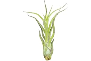 ALLTERRA Tillandsia caput medusae ca. 18 cm hoch
