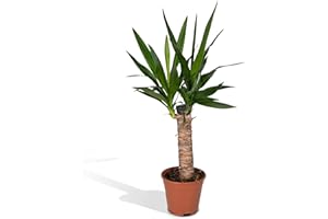 Yucca - h40cm, Ø14cm - plante d'intérieur