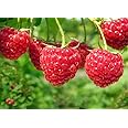 Grow Your secret garden Red Raspberry 20 Seeds - Sweet Variety