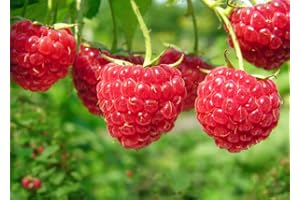 Grow Your secret garden Red Raspberry 20 Seeds - Sweet Variety
