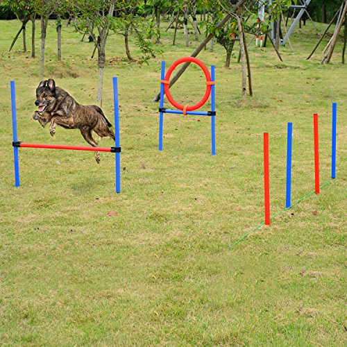 juegos agility para perros