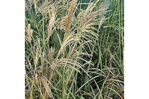 ARBORIX, PLUS VERT - MOINS CHER 6 x Miscanthus Sinensis 'Flamingo' - Eulalie; roseau de Chine godet 9cm x 9cm