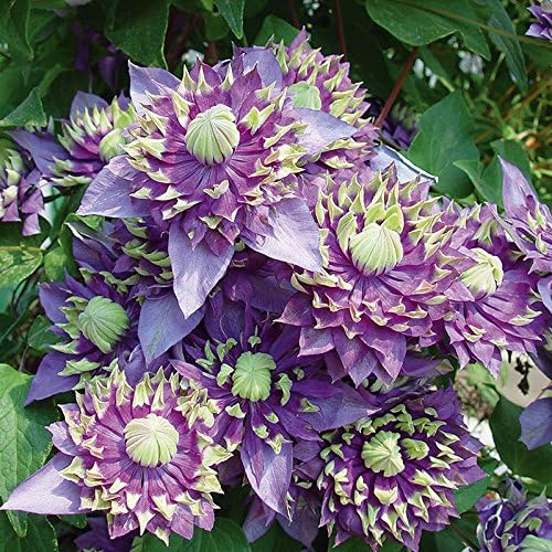 NEW Clematis Taiga. Climbing plant with unique flower in 9cm pot.