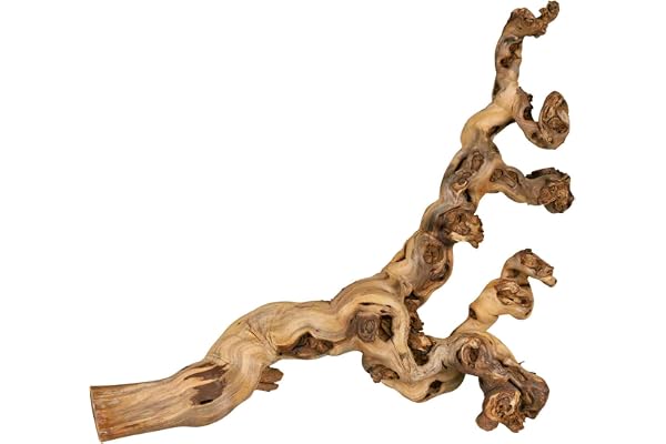 TRIXIE Vigne irradiée d'eau - idéal pour grimper - reptiles, oiseaux, lapins et petits rongeurs - entre 55 et 75 cm - les produits naturels peuvent varier en taille et en forme - 1 pièce - 76171