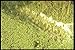 Produktbild 157016 Grapes In Crusher A4 Photo Poster Print 10x8