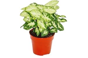 Exotenherz Exotenherz - Purpurtute - Syngonium "Pixie" - 1 Pflanze - pflegeleicht - luftreinigend - 12cm Topf