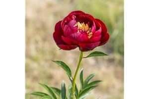 Thompson & Morgan Red Peony Large Exotic Looking Flowers Hardy Perennial Garden Plant, 2 x 4 x Peony Buckeye Belle Bare Roots (2 Bare Root Plants)