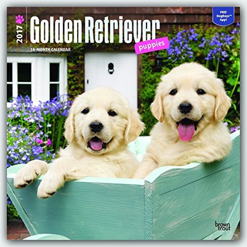 Golden Retriever Puppies 2017 Square (Multilingual Edition) by BrownTrout (2016-06-25) libro