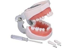 bcenyaz Dental Typodont Teeth Model - Practice Dentist Tooth Models for Dental Students Removable Teeth Suitable for Teaching Practice and Study