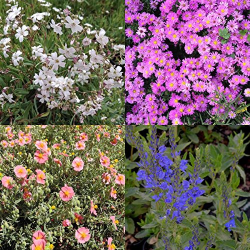 lichtnelke - Vierländer Stauden 10 Bodendecker-Stauden - Mix bunt